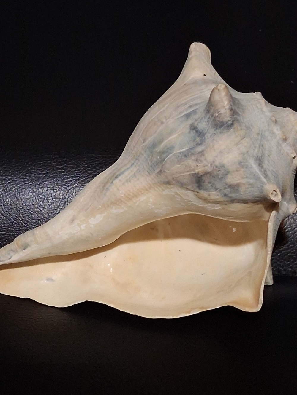 Knobbed Whelk Conch Seashell  Nautical Coastal Beach Aquarium Knobby